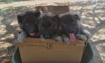 Du Ribaudeau - CHIOTS TERVUERENS NES LE 02/07/22 FAUVES ET SABLES