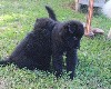  - DEUX CHIOTS GROENANDAELS DISPONIBLES....