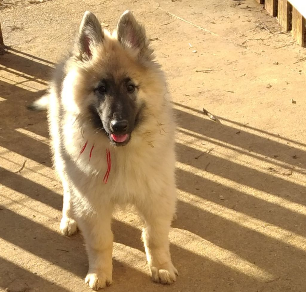 Du Ribaudeau - Mâle sable ....SAM A TROUVE SA FAMILLE !!!