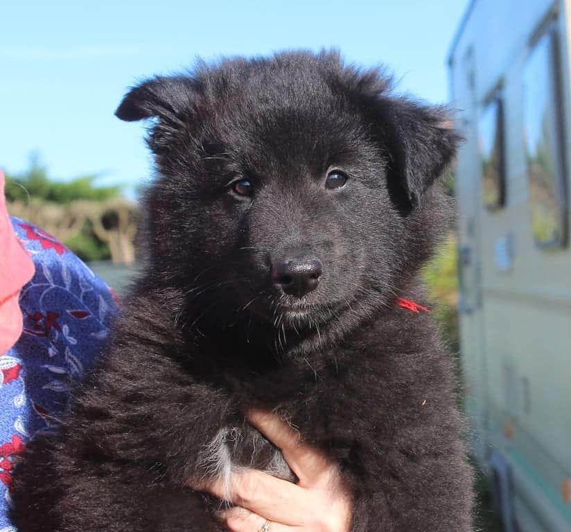 Du Ribaudeau - Chiot disponible  - Berger Belge