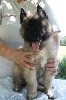 CHIOT male sable