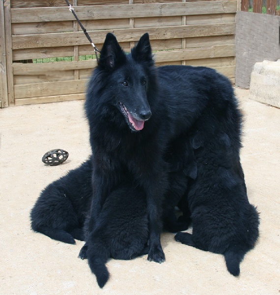 Billie de d'artamas Du Ribaudeau