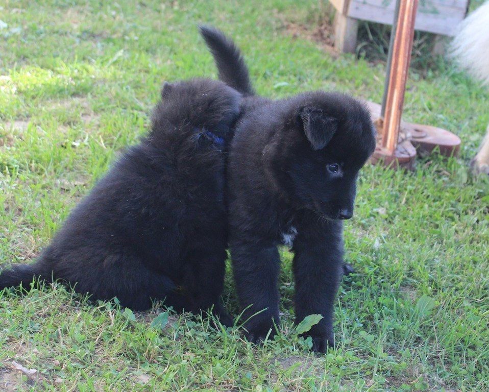 DEUX CHIOTS GROENANDAELS DISPONIBLES....